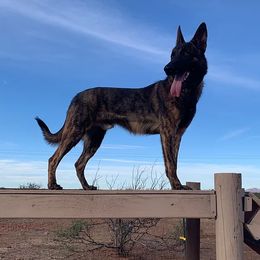 Dutch Shepherds and German Shepherds from KnightWatch K-9