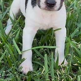 FEM 1 - White black and tan female Rat Terrier puppy in Denver, Colorado from K2 RAT TERRIERS (COLORADO)