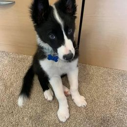 Border Collie Puppies from Willow Spring Border Collies
