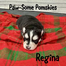 Regina - Black and white female Pomsky puppy in Krum, Texas from Paw-Some Pomskies
