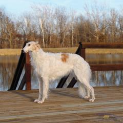 Olga - Borzoi