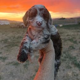 Pancake - Parti female Springerdoodle puppy in Clifton, Idaho from Little Mountain Springers, Springerdoodles & Poodles
