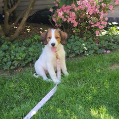 Nederlandse Kooikerhondje Puppies from Ragnarök Kooikerhondjes