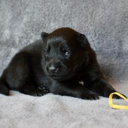 Yellow - Black female German Shepherd puppy in Cherryville, North Carolina from Masky Kennel