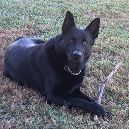 Mojo - German Shepherd