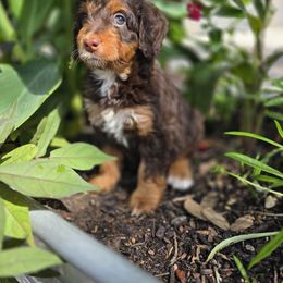 Harmony - Tri-color female Bernedoodle puppy in Blanco, Texas from Texas Hill Country Sheepadoodles & Bernedoodles