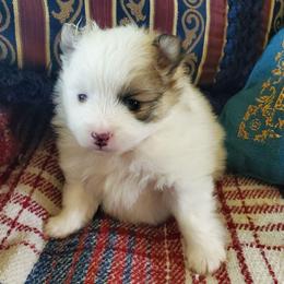 Dash - Tri-colored male Pomeranian puppy in Bellevue, Iowa from Fluffy Wonders Poms and Doodles