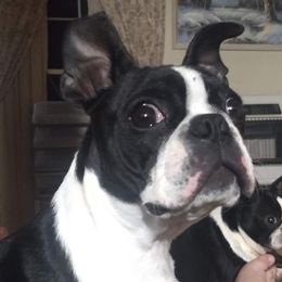 Dixie - Boston Terrier