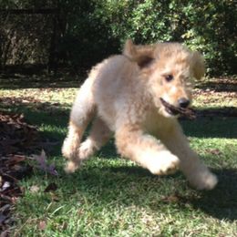 Double Doodle, Goldendoodle, and Labradoodle Puppies from Dixie Magnolia Doodles