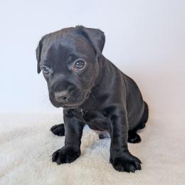 Roman Candle - male Patterdale Terrier puppy in Yucaipa, California from Moormont Kennels