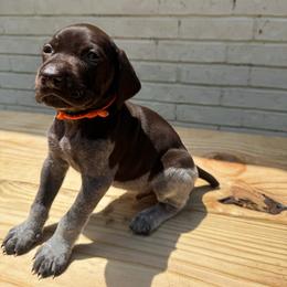 Sabine - Liver and white male German Shorthaired Pointer puppy in Orange, Texas from River Bottom Pointers