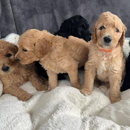 Goldendoodles from Rosie's Doodles