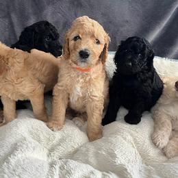 Goldendoodles from Rosie's Doodles