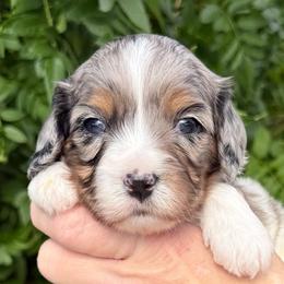 Hudson - Merle male Cavapoo puppy in Tucson, Arizona from Adored Poodle & Doodles