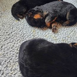 Boy 2 - German Shepherd puppy in Clifton, Virginia from Von Haus Wisen Baker German Shepherds