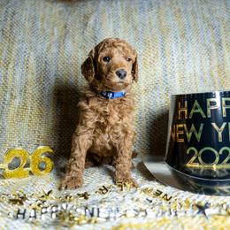Brink - Red  male Poodle puppy in Spring Branch, Texas from Mezzo Poodles