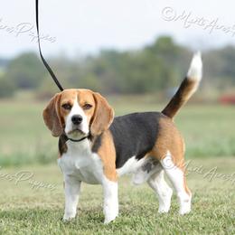 Cash - Beagle