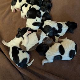 Girl 3 - Black and white female German Shorthaired Pointer puppy in Appleton, Wisconsin from Kay Quaintance's German Shorthaired Pointers