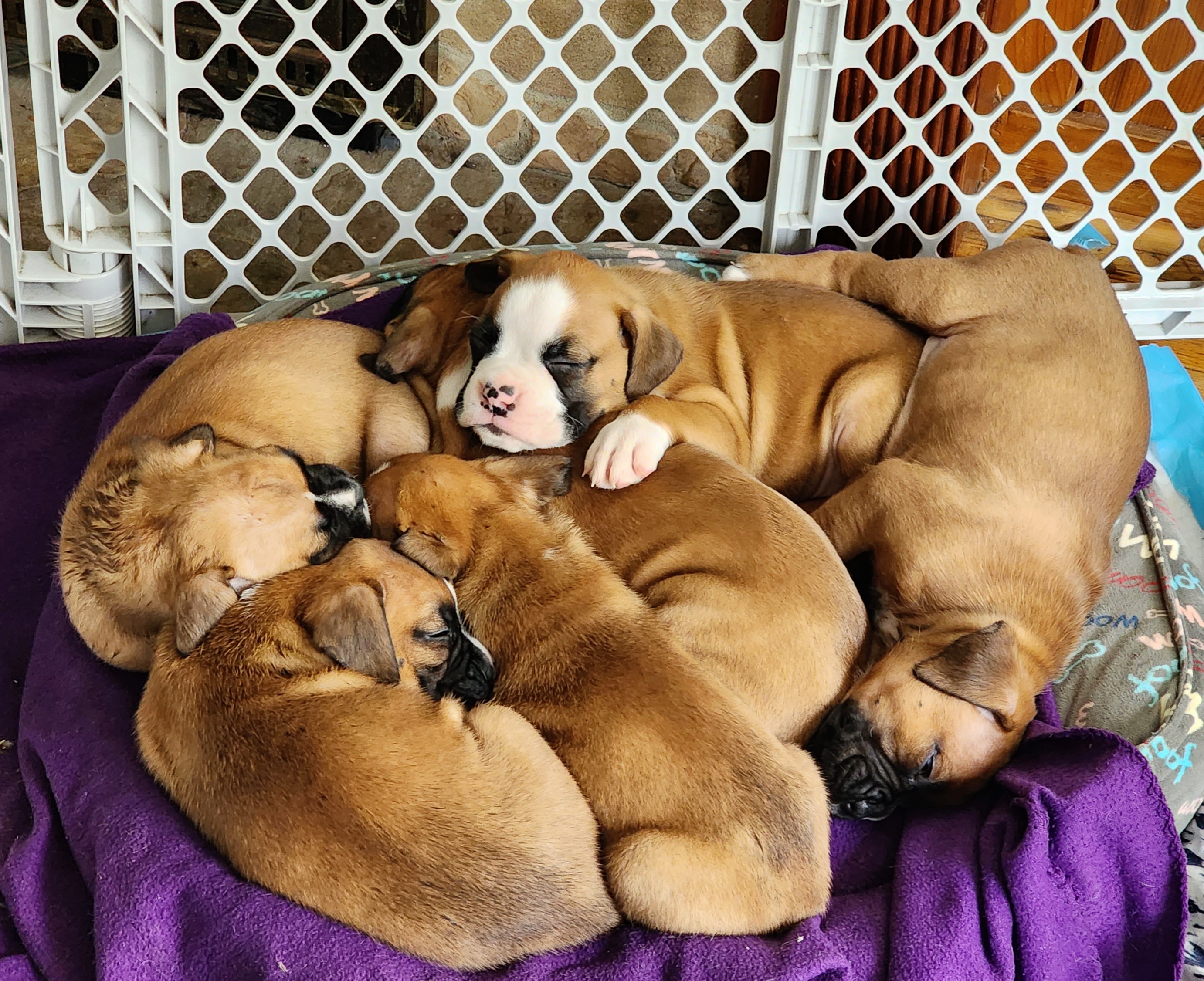 Boxer Puppies from Sara's Bouncing Boxers
