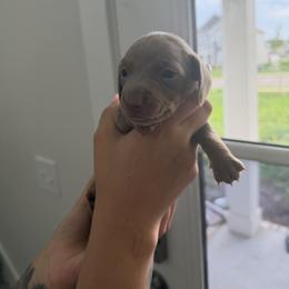 Dachshund Puppies from Little Long Weens