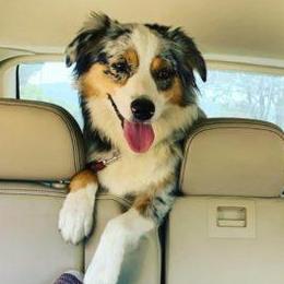 Luna - Miniature American Shepherd