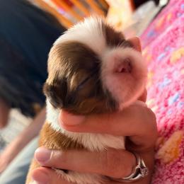 Danica - Liver and white female Shih Tzu puppy in Hemet, California from Aloha Shih Tzu