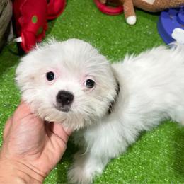 Sue - Black and white female Shih Tzu puppy in Bourne, Massachusetts from Shih Tzu Pups