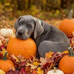 Janis - Blue female Great Dane puppy in Altoona, Alabama from Sovereignty Woods Great Danes