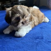 Hayden - Gold and white male Shorkie puppy in Springtown, Texas from DATAMS PRECIOUS PETS