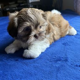 Hayden - Gold and white male Shorkie puppy in Springtown, Texas from DATAMS PRECIOUS PETS