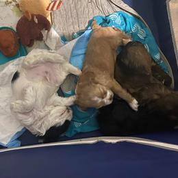 Cocker Spaniel Puppies from Mable meadows Cockers