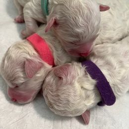 Bichon Frise All Grown Up from Just Bichons