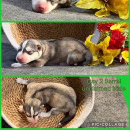 Barrel - Gray and white male Siberian Husky puppy in Canton, Ohio from Bleu Skies Siberian Huskies