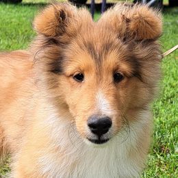 Tom - Sable and white male Shetland Sheepdog puppy in Keswick, Iowa from Buehneman Shelties