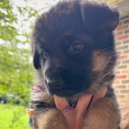 Celeste - Black and red female German Shepherd puppy in Harvard, Illinois from Aus Dem Meer German Shepherds