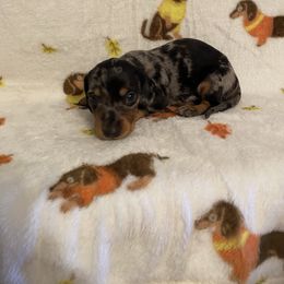 Chloee boy - Dapple male Dachshund puppy in Springfield, Tennessee from Savannah’s Doxie Palace