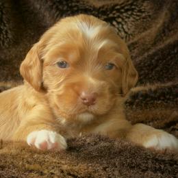 Melba - Apricot female Australian Labradoodle puppy in Stanwood, Washington from Victoria Creek Australian Labradoodles