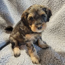 Bernedoodles and Goldendoodles from River Doodles