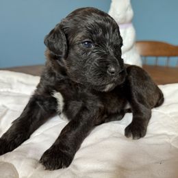 Aussiedoodle and Cockapoo Puppies from Sassy Bob’s Designer Dogs