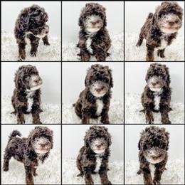 Bernedoodle, Goldendoodle, and Golden Mountain Doodle Puppies from Magic Valley Family Doodles