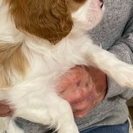 Cavalier King Charles Spaniels from Cavaliers of Royalty