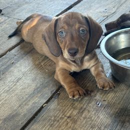 Dachshund Puppies from Rutherford Ranch Dachshunds