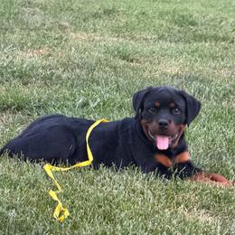 Hogan (Yellow Collar) - Black and mahogany male Rottweiler puppy in Industry, Illinois from KDKs Kennels