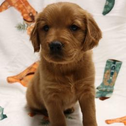 Howdy - Dark golden female Golden Retriever puppy in New Weston, Ohio from Bertke AKC Golden Retrievers and Bernese Mountain Dogs
