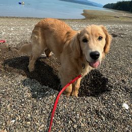 Golden Retriever All Grown Up from Beachwood Golden Retrievers