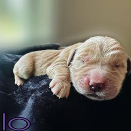 Lilo - Golden female Golden Retriever puppy in Florida from Golden Meadow
