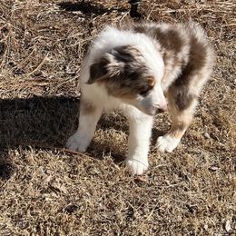 Miniature American Shepherd Puppies from Soul Stone Kennels