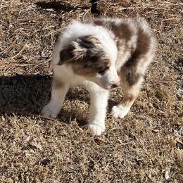 Miniature American Shepherd Puppies from Soul Stone Kennels