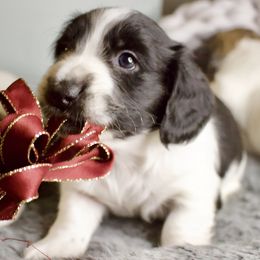 Tuxedo - Piebald male Dachshund puppy in North Reading, Massachusetts from The Well Tempered Dachshund