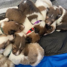 Shetland Sheepdog Puppies from Clark Kennel Shelties